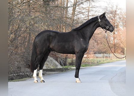 Westfaliano, Caballo castrado, 7 años, 162 cm, Negro