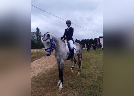 Westfaliano, Caballo castrado, 7 años, 165 cm, Tordo rodado