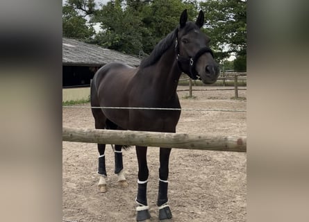 Westfaliano, Caballo castrado, 7 años, 166 cm, Castaño