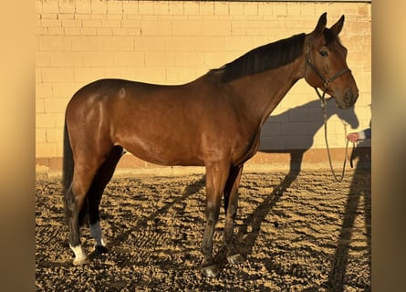 Westfaliano, Caballo castrado, 7 años, 167 cm, Castaño