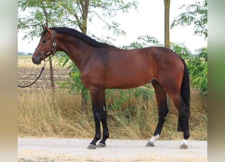 Westfaliano, Caballo castrado, 7 años, 168 cm, Castaño