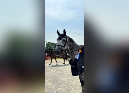 Westfaliano, Caballo castrado, 7 años, 168 cm, Tordo