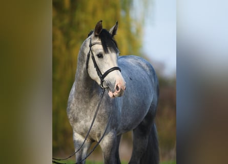 Westfaliano, Caballo castrado, 7 años, 168 cm, Tordo rodado
