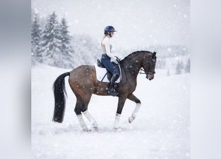Westfaliano, Caballo castrado, 7 años, 169 cm, Castaño