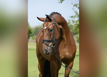 Westfaliano, Caballo castrado, 7 años, 169 cm, Castaño