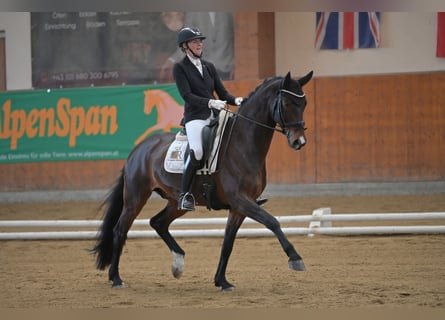 Westfaliano, Caballo castrado, 7 años, 169 cm, Castaño oscuro