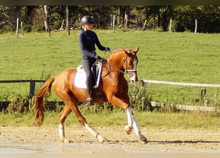 Westfaliano, Caballo castrado, 7 años, 170 cm, Alazán