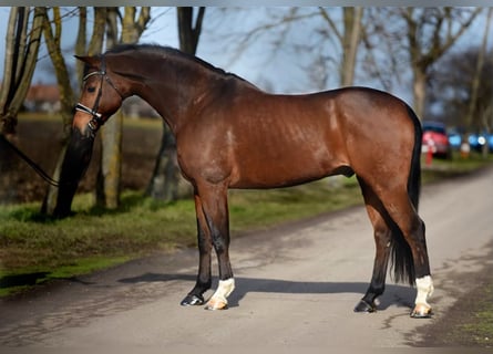 Westfaliano, Caballo castrado, 7 años, 170 cm, Castaño