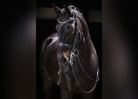 Westfaliano, Caballo castrado, 7 años, 172 cm, Morcillo