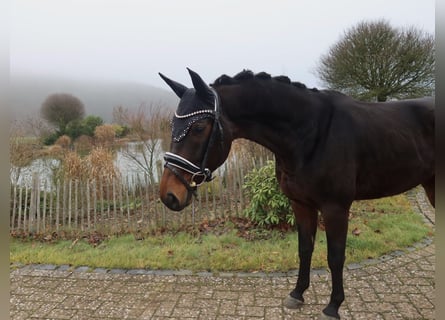 Westfaliano, Caballo castrado, 7 años, Castaño oscuro