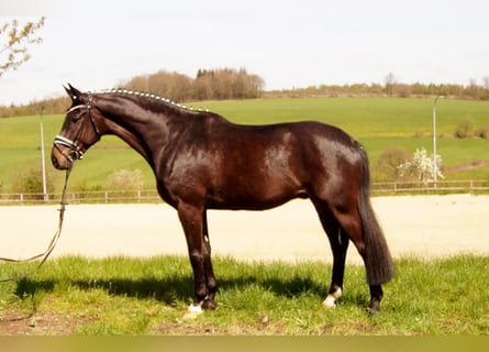 Westfaliano, Caballo castrado, 7 años, Negro