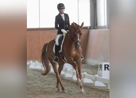 Westfaliano, Caballo castrado, 8 años, 165 cm, Alazán