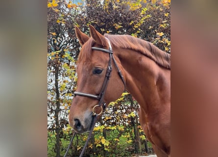 Westfaliano, Caballo castrado, 8 años, 167 cm, Alazán