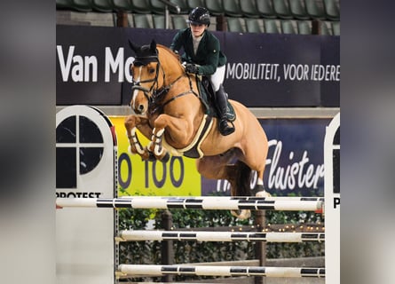 Westfaliano, Caballo castrado, 8 años, 167 cm, Alazán