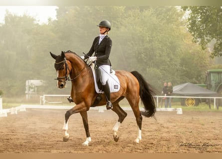 Westfaliano, Caballo castrado, 8 años, 167 cm, Castaño