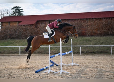 Westfaliano, Caballo castrado, 8 años, 167 cm, Castaño