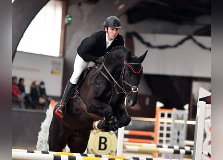 Westfaliano, Caballo castrado, 8 años, 168 cm, Negro