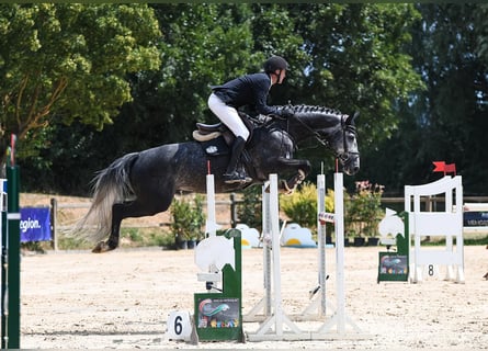 Westfaliano, Caballo castrado, 8 años, 169 cm, Tordo