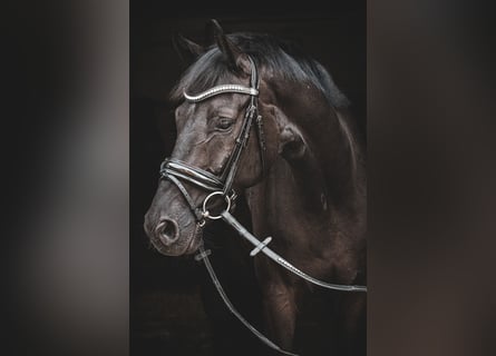 Westfaliano, Caballo castrado, 8 años, 170 cm, Negro