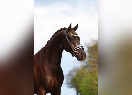 Westfaliano, Caballo castrado, 8 años, 171 cm, Negro