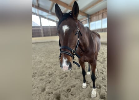 Westfaliano, Caballo castrado, 8 años, 172 cm, Castaño