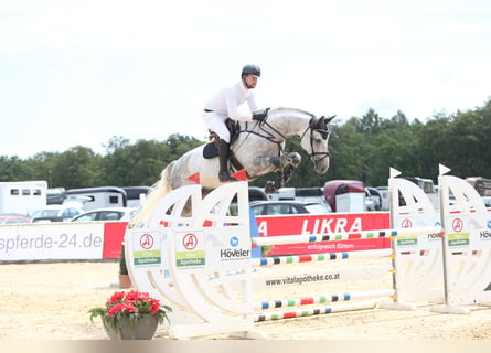 Westfaliano, Caballo castrado, 8 años, 175 cm, Tordo