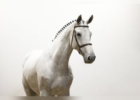 Westfaliano, Caballo castrado, 8 años, 180 cm, Tordo