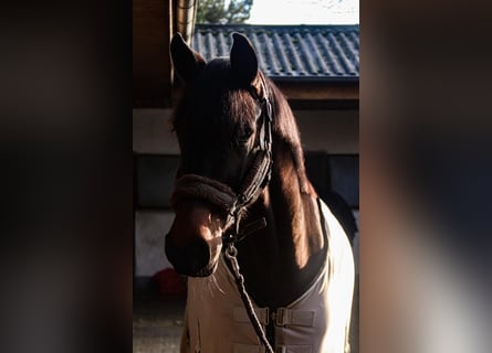 Westfaliano, Caballo castrado, 8 años, Castaño oscuro