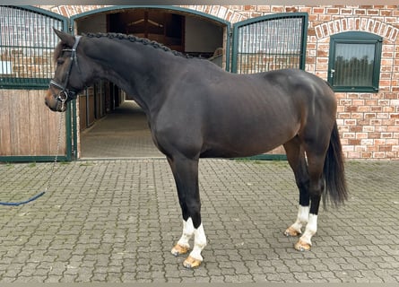 Westfaliano, Caballo castrado, 8 años, Castaño oscuro