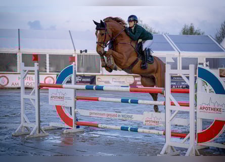 Westfaliano, Caballo castrado, 9 años, 165 cm, Alazán