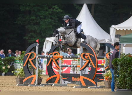 Westfaliano, Caballo castrado, 9 años, 168 cm, Tordo