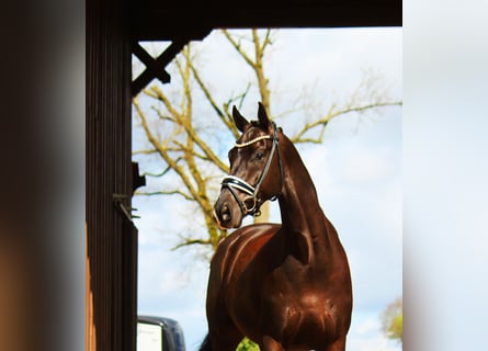 Westfaliano, Caballo castrado, 9 años, 172 cm, Negro