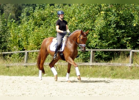 Westfaliano, Caballo castrado, 9 años, Alazán