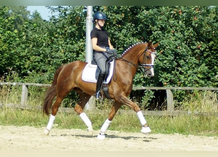 Westfaliano, Caballo castrado, 9 años, Alazán