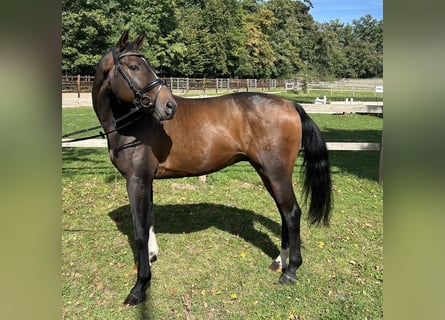Westfaliano, Castrone, 10 Anni, 165 cm, Baio