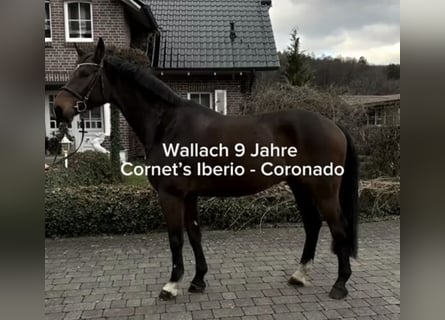 Westfaliano, Castrone, 10 Anni, 168 cm, Baio