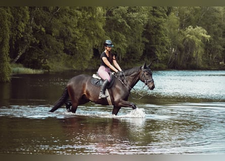 Westfaliano, Castrone, 11 Anni, 168 cm, Baio scuro