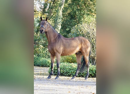 Westfaliano, Castrone, 11 Anni, 170 cm, Baio