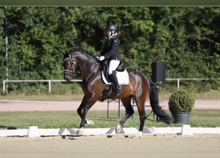 Westfaliano, Castrone, 11 Anni, 170 cm, Baio scuro