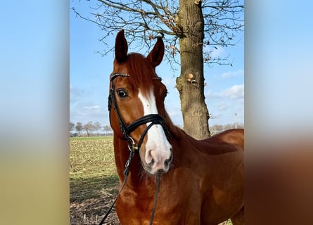 Westfaliano, Castrone, 11 Anni, 170 cm, Sauro