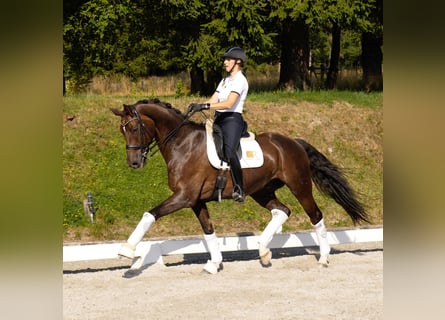 Westfaliano, Castrone, 11 Anni, 172 cm, Sauro scuro