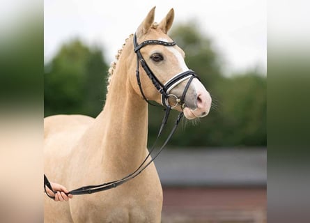 Westfaliano, Castrone, 12 Anni, 146 cm, Palomino