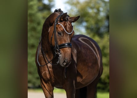 Westfaliano, Castrone, 12 Anni, 170 cm, Baio