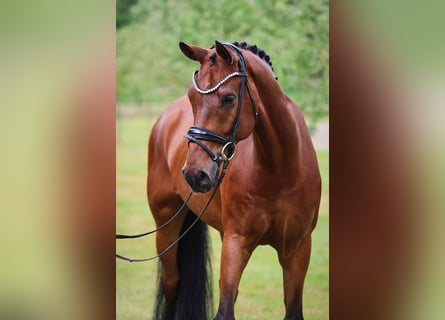 Westfaliano, Castrone, 12 Anni, 172 cm, Baio