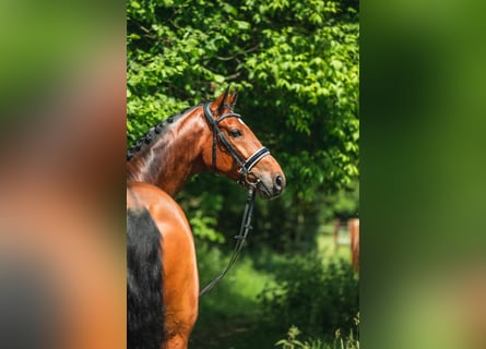Westfaliano, Castrone, 12 Anni, 178 cm, Baio