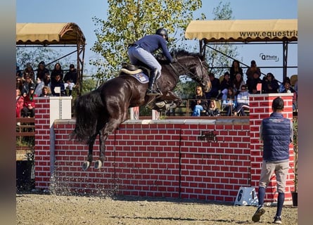 Westfaliano, Castrone, 13 Anni, 172 cm, Baio