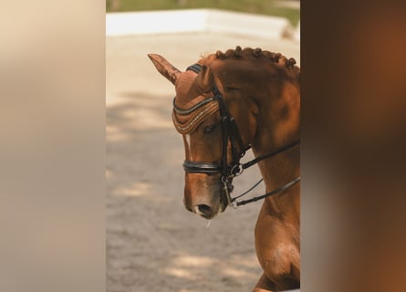 Westfaliano, Castrone, 13 Anni, 174 cm, Sauro