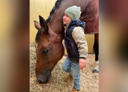 Westfaliano, Castrone, 15 Anni, 174 cm, Baio