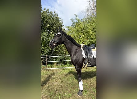 Westfaliano, Castrone, 15 Anni, 180 cm, Morello