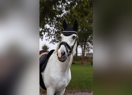 Westfaliano, Castrone, 16 Anni, 170 cm, Grigio